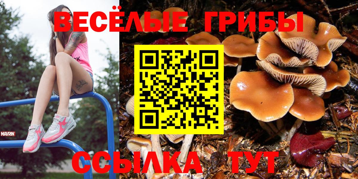 Мытищи  что такое   Вход с VPN  Псилоцибиновые грибы Psilocybine cubensis 